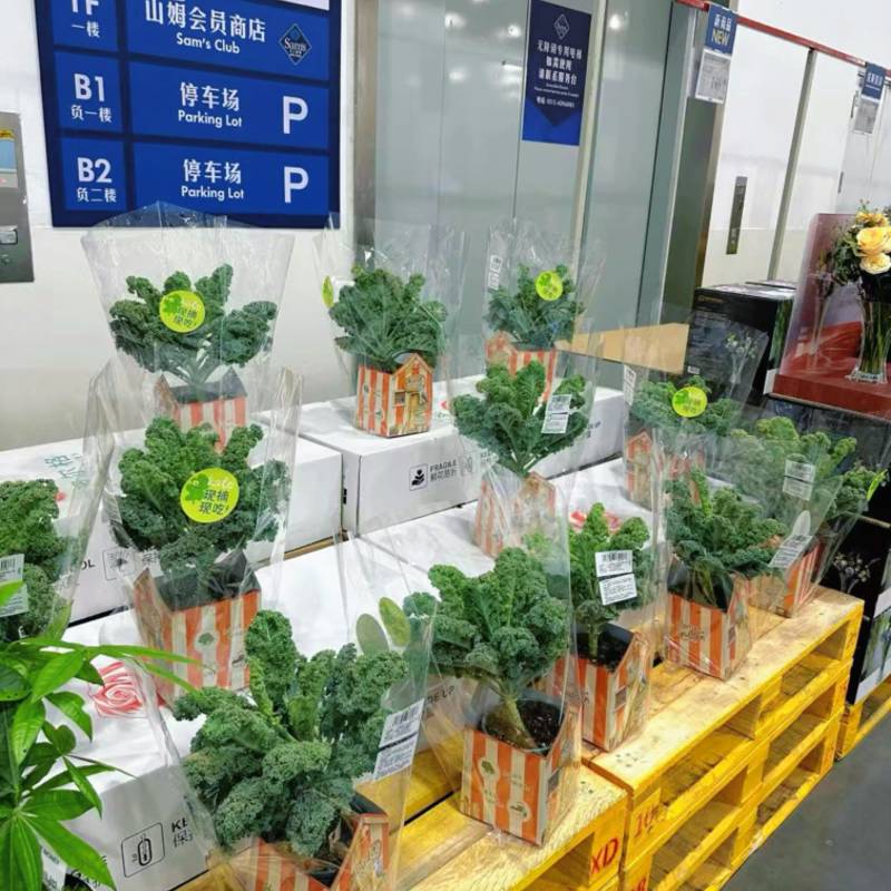 羽衣甘蓝盆栽在家实现蔬菜自由