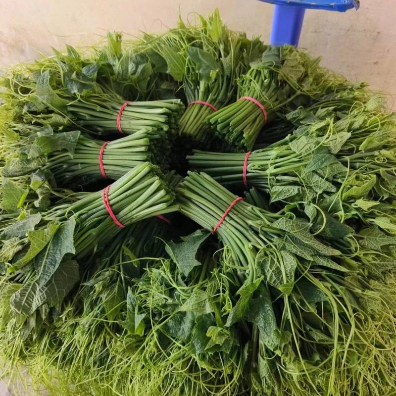 龙须菜***********