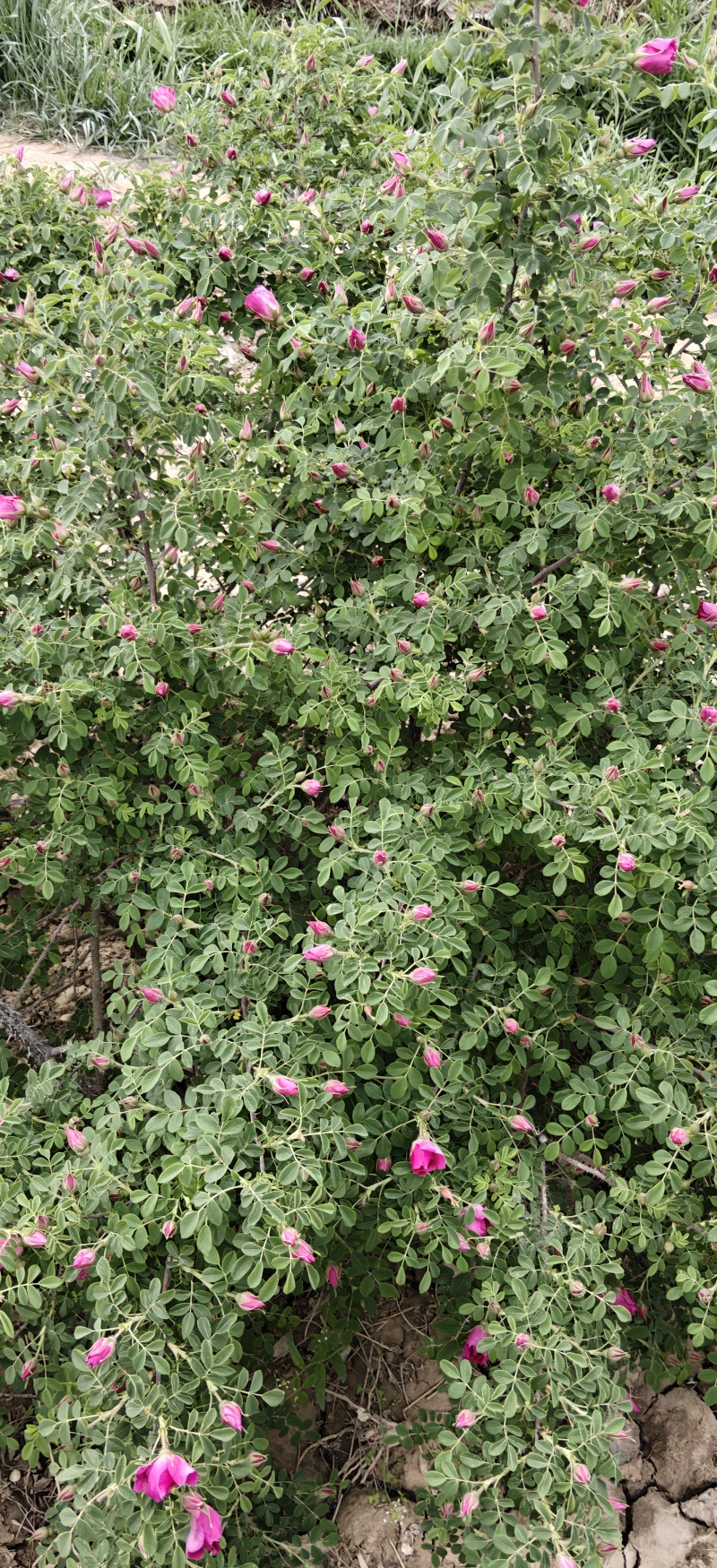正宗苦水玫瑰***晾干玫瑰花茶无任何添加剂小罐装110g