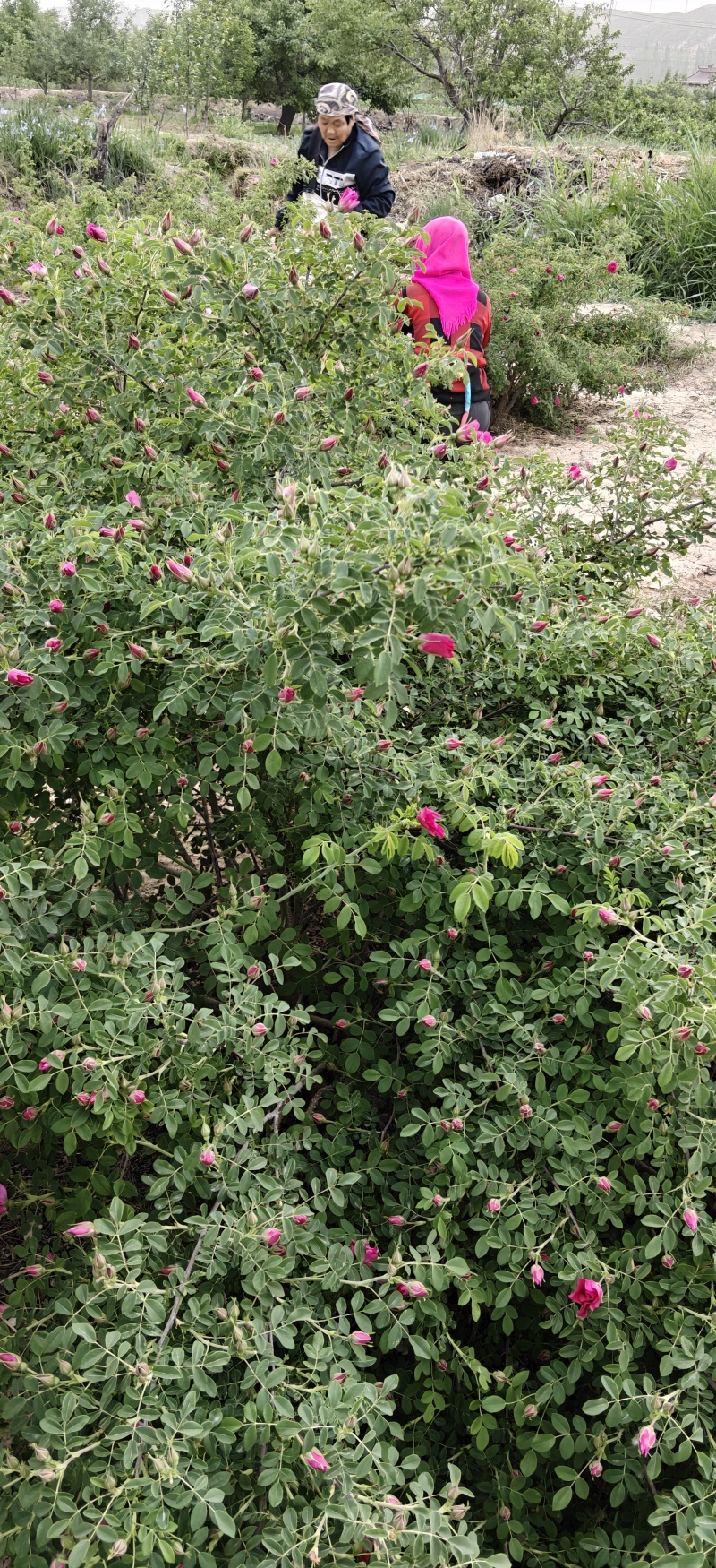 正宗苦水玫瑰***晾干玫瑰花茶无任何添加剂小罐装110g