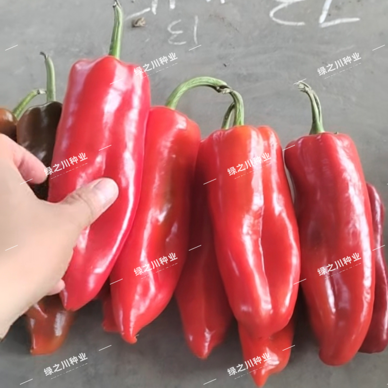 豫艺墨秀红牛角椒种子红椒专用辣椒种子早熟抗病春秋大牛角椒