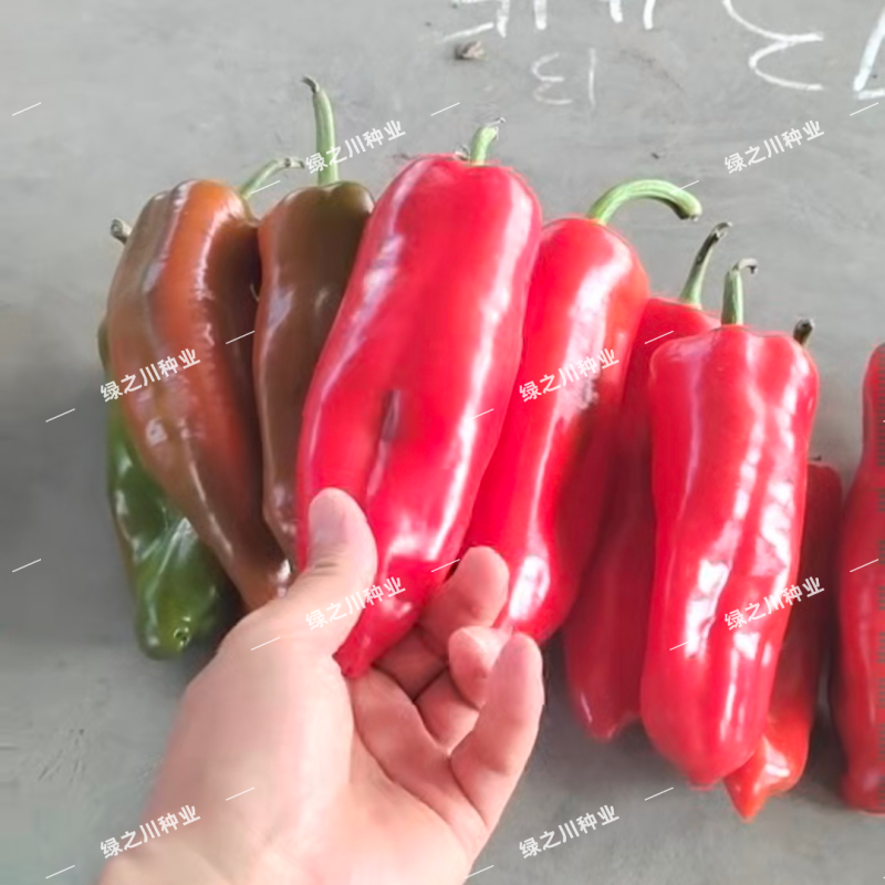 豫艺墨秀红牛角椒种子红椒专用辣椒种子早熟抗病春秋大牛角椒