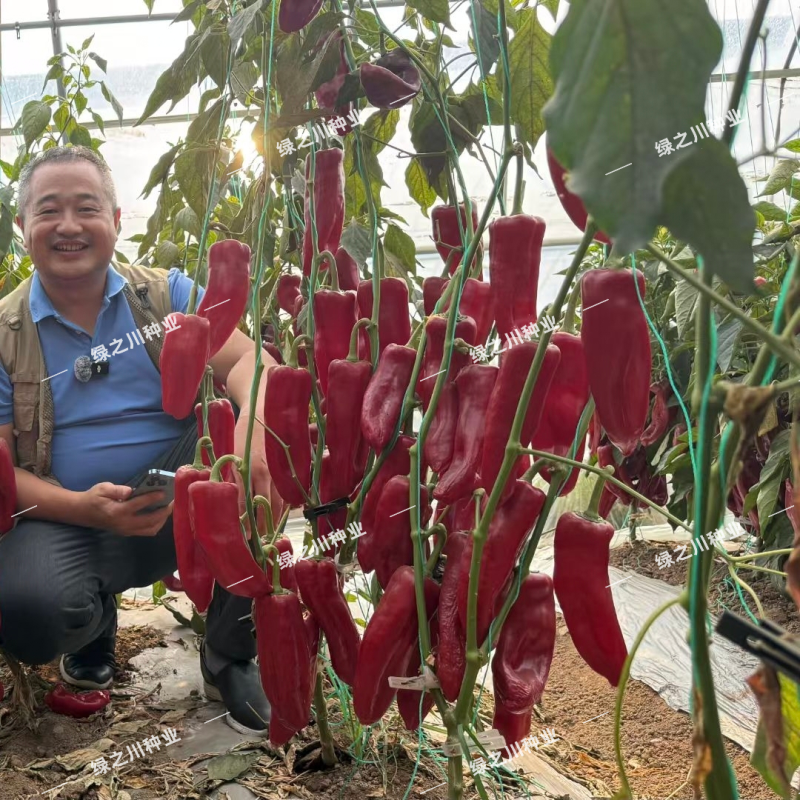 豫艺墨秀红牛角椒种子红椒专用辣椒种子早熟抗病春秋大牛角椒