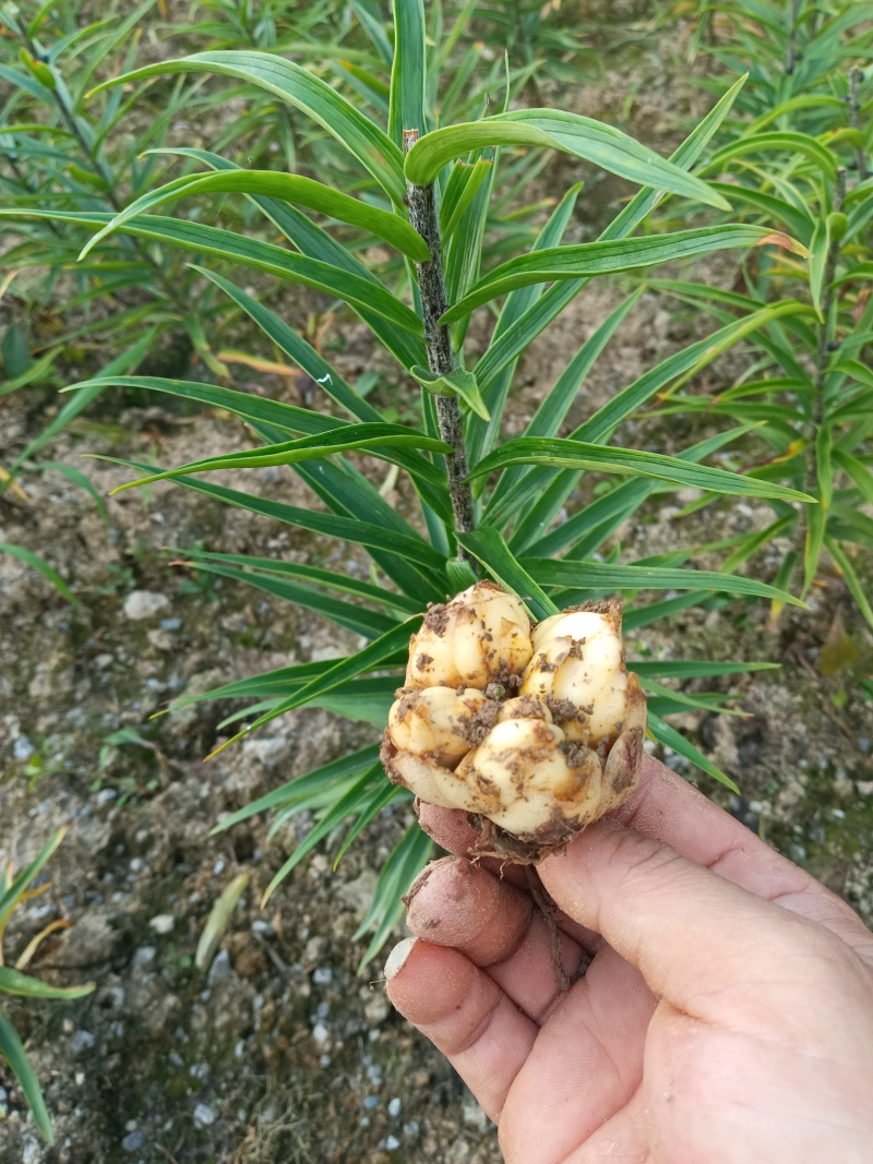 鲜百合