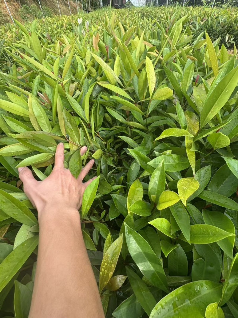 岭南山竹小杯苗