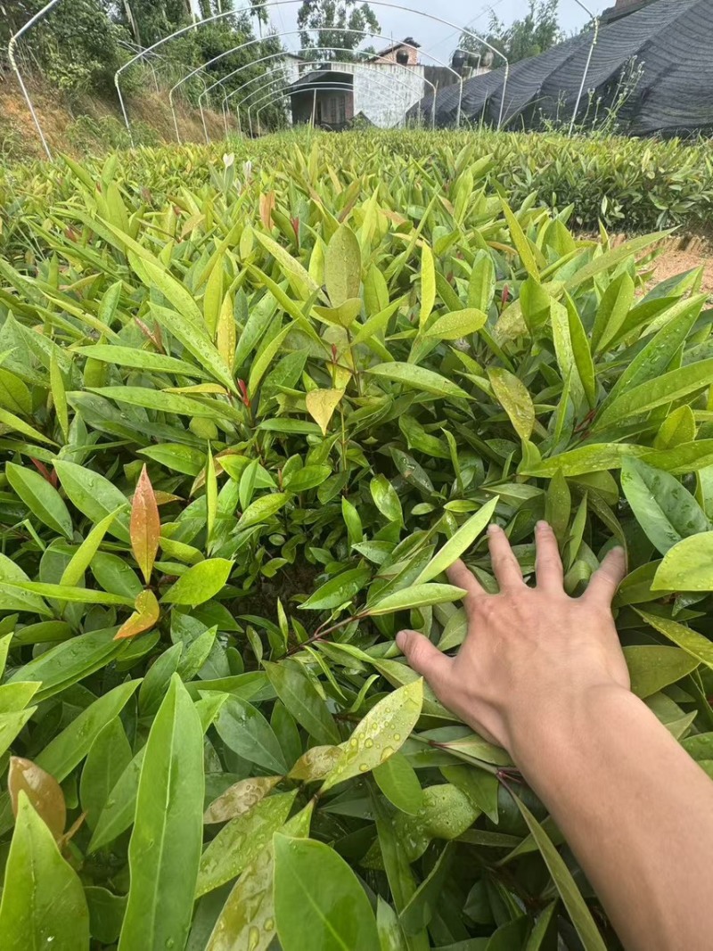 岭南山竹小杯苗