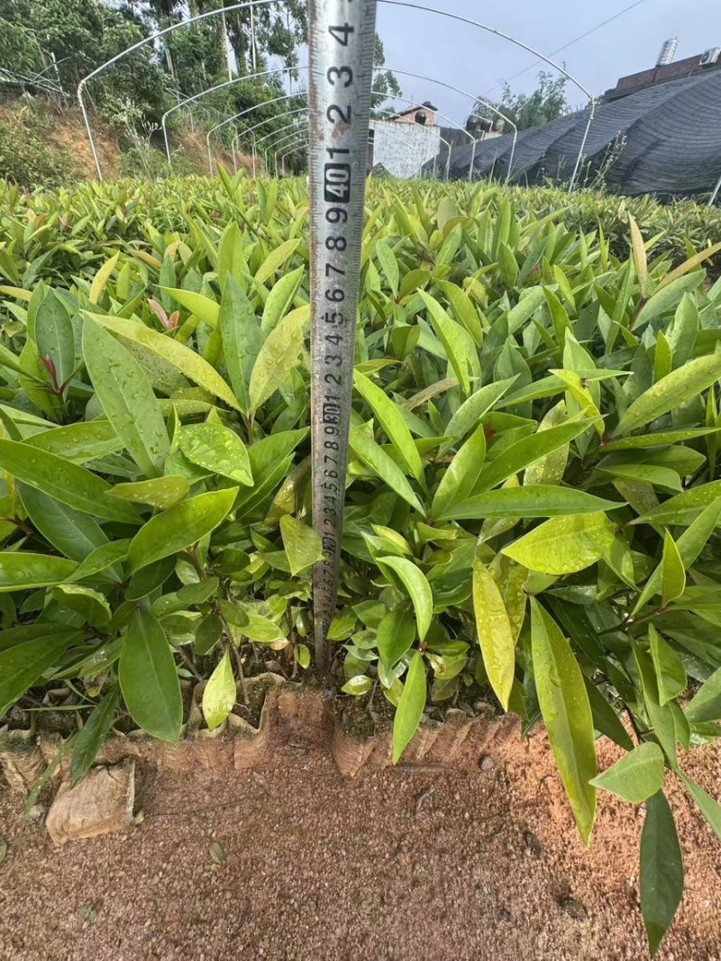 岭南山竹小杯苗