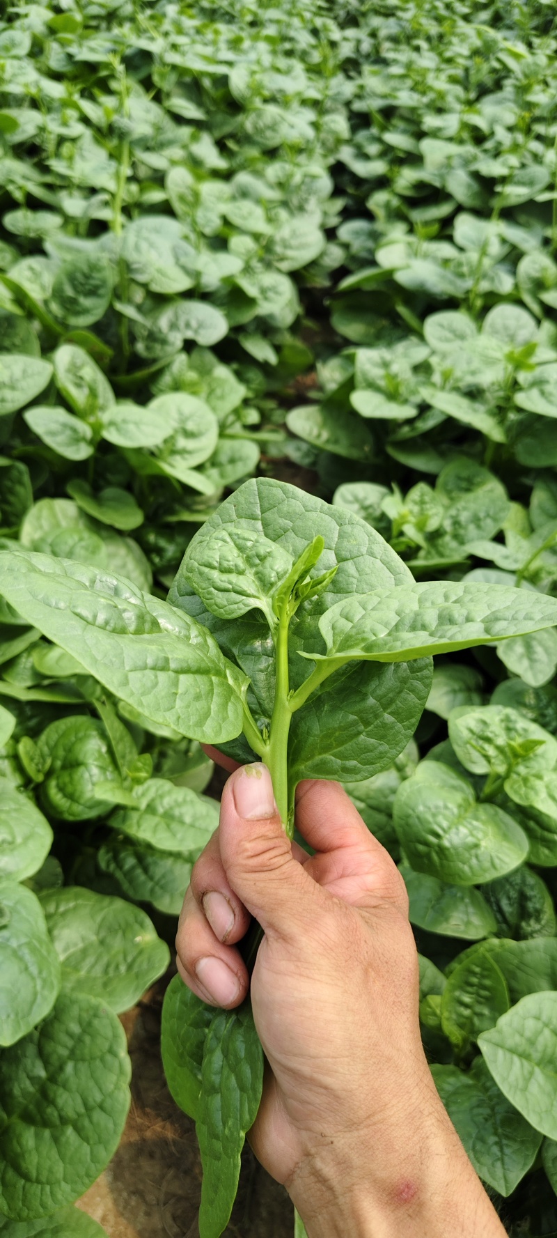 木耳菜紫角叶落葵潺菜高钙降火蔬菜