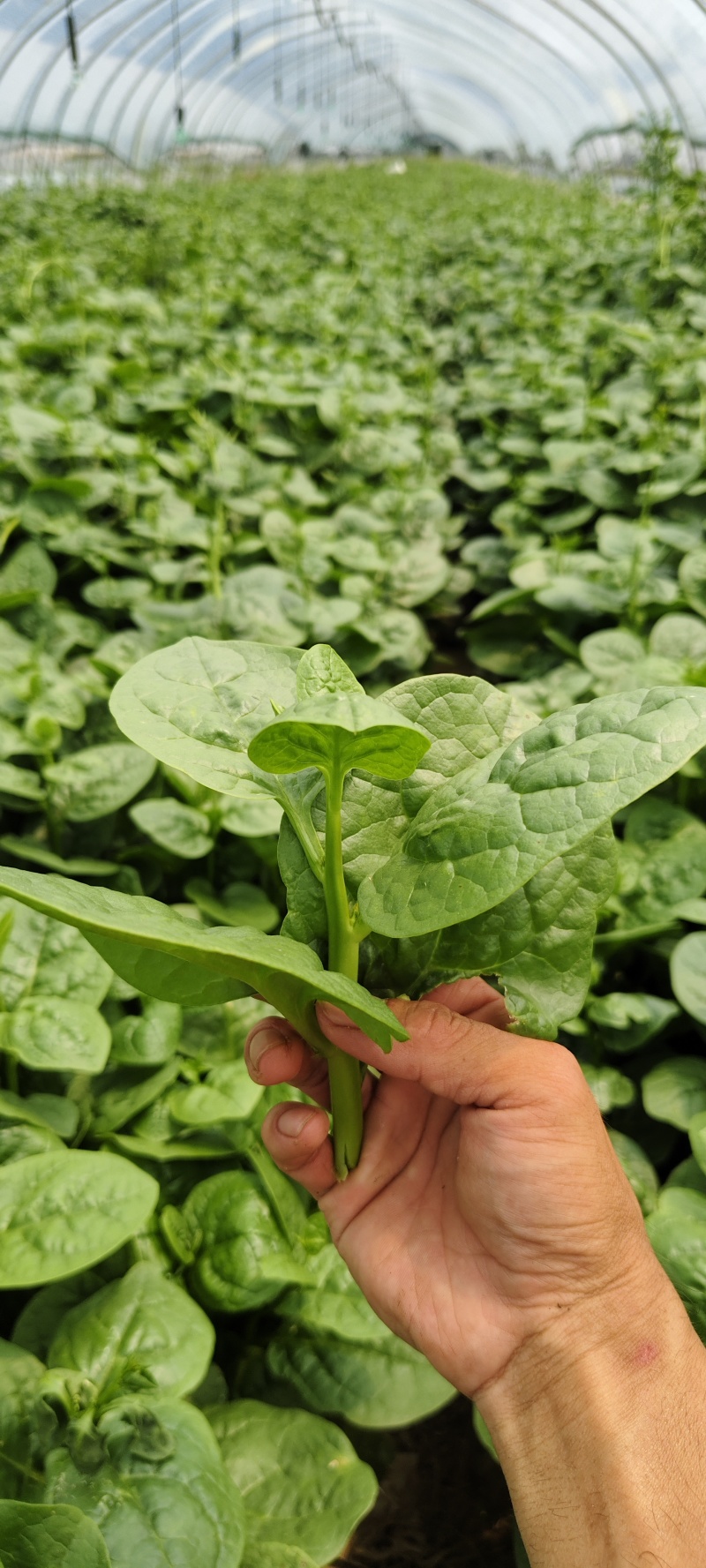 木耳菜紫角叶落葵潺菜高钙降火蔬菜