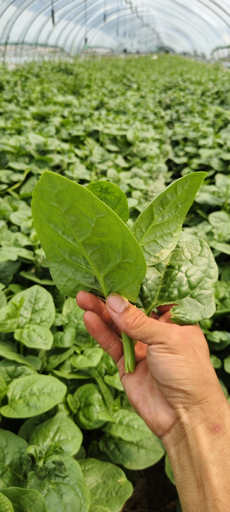 木耳菜紫角叶落葵潺菜高钙降火蔬菜