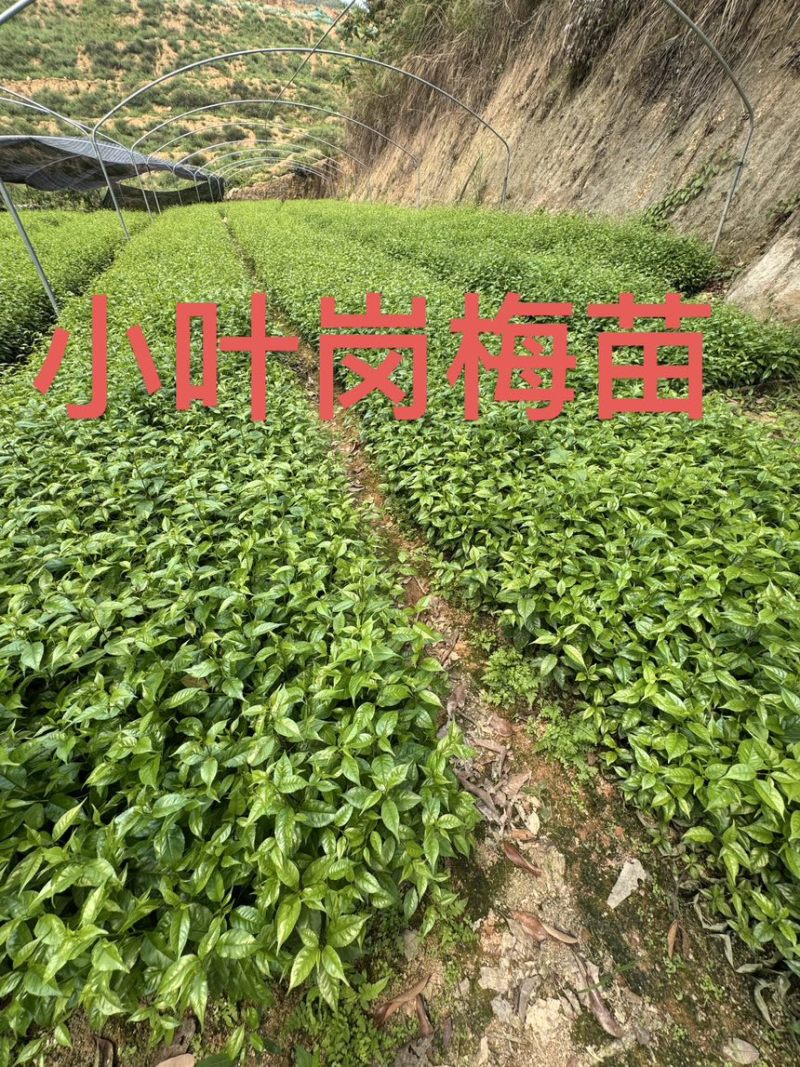 岗梅杯苗
