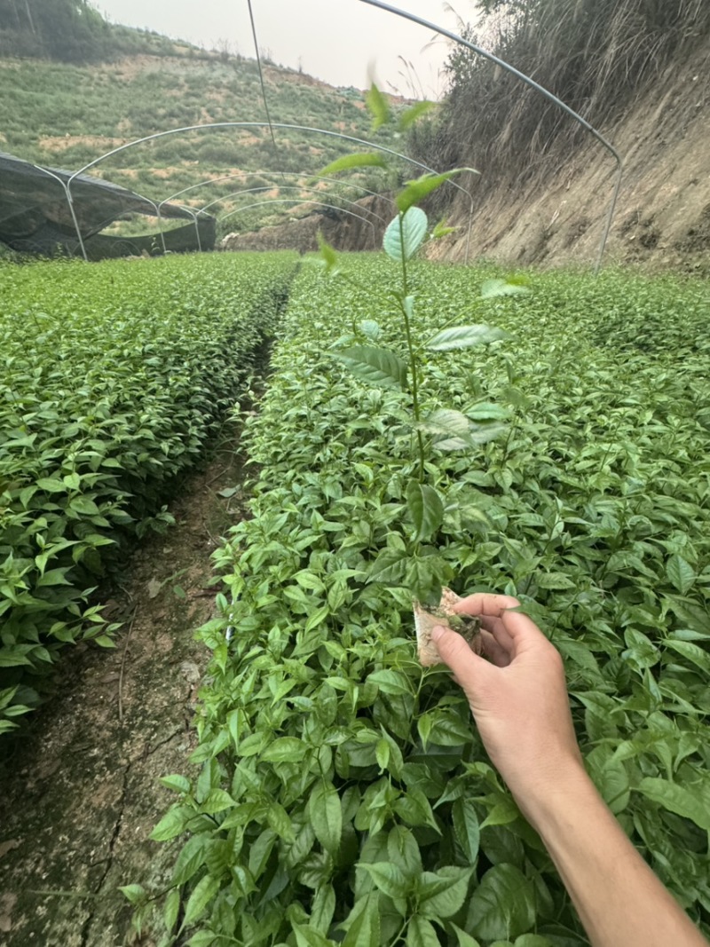 岗梅杯苗