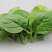 木耳菜紫角叶落葵潺菜高钙降火蔬菜
