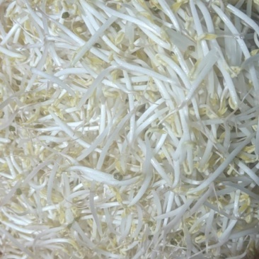 河南省南阳市卧龙区石桥镇小玉豆芽批发自产自销新鲜直达