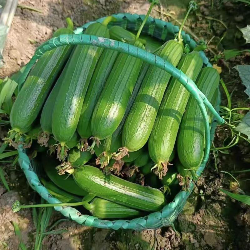 油皮丝瓜
