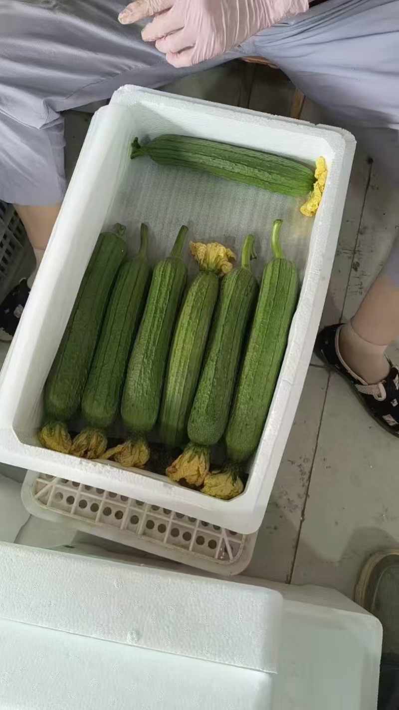 香丝瓜白丝瓜油皮丝瓜产地一手货源支持打款发货