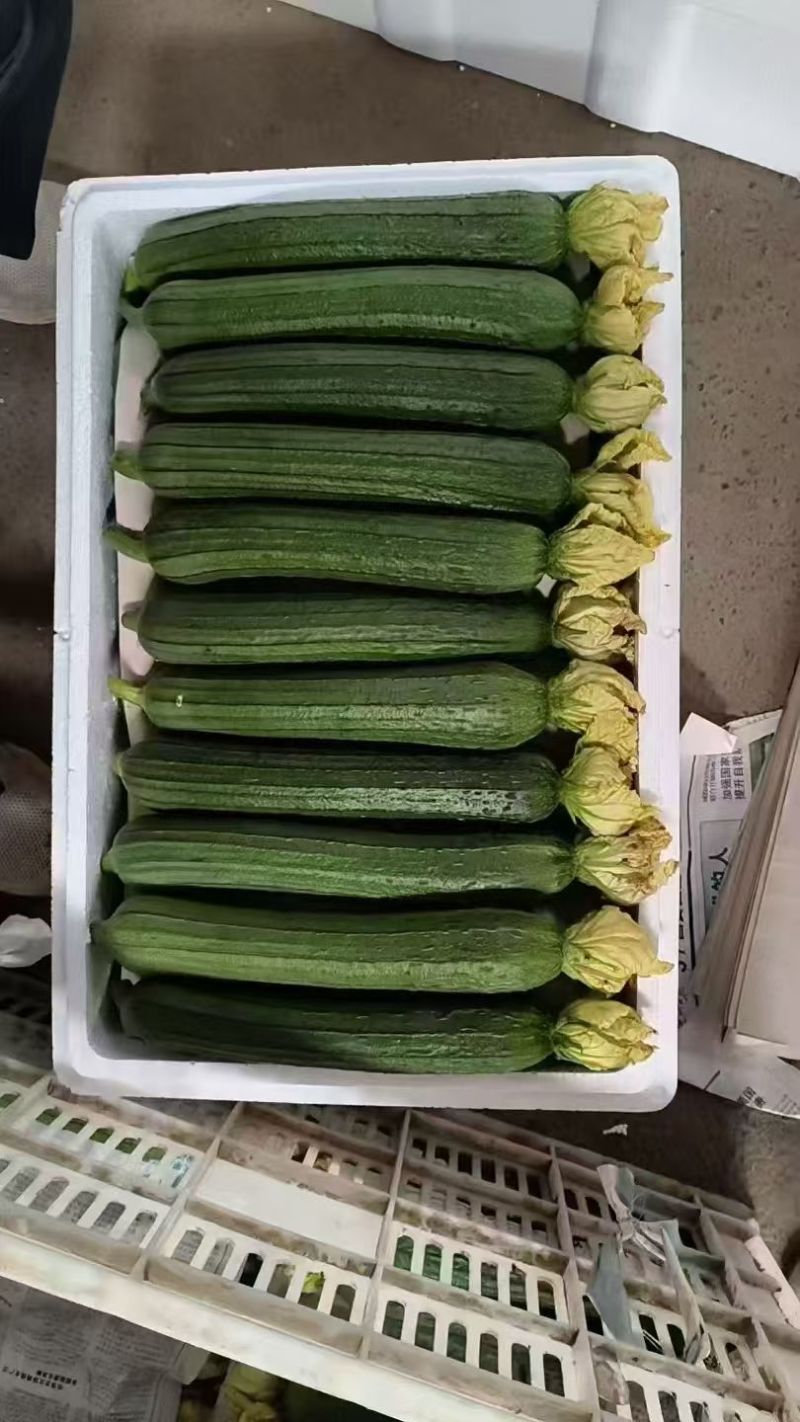 香丝瓜白丝瓜油皮丝瓜产地一手货源支持打款发货