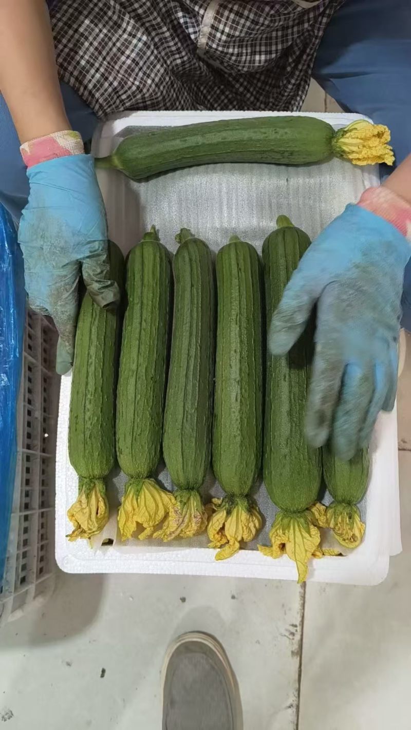 香丝瓜白丝瓜油皮丝瓜产地一手货源支持打款发货