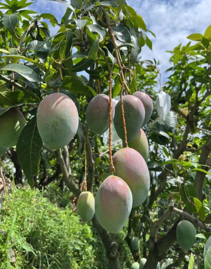 四川凯特芒，大量现货供应，现摘现发，对接市场批发商