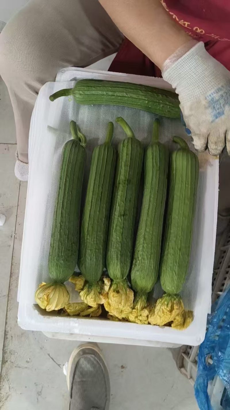 白玉丝瓜白丝瓜奶油丝瓜产地一手货源价格美丽
