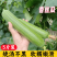 白玉丝瓜白丝瓜奶油丝瓜产地一手货源价格美丽