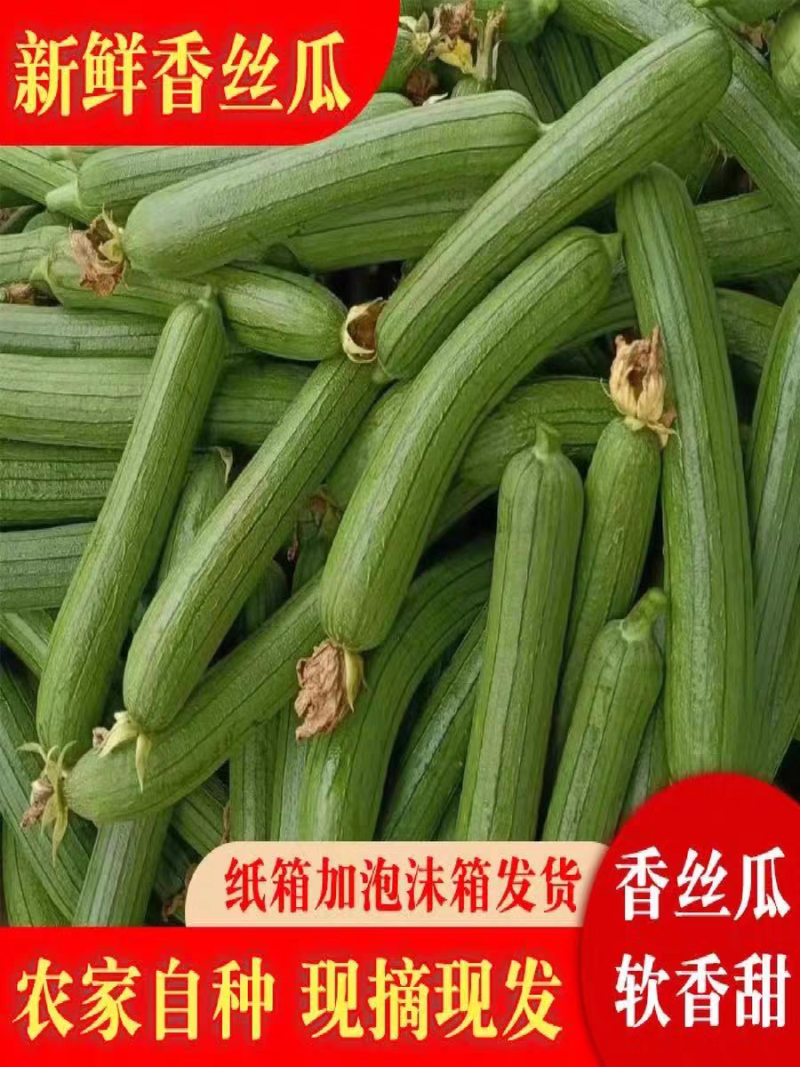 白玉丝瓜白丝瓜奶油丝瓜产地一手货源价格美丽