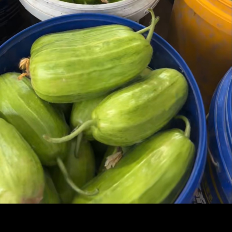 八棱菜瓜