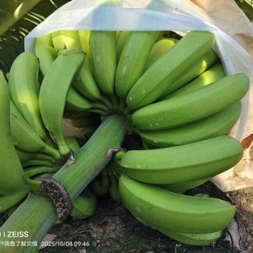 香蕉产地直供低价批发大量现货当天发车全国物流直达