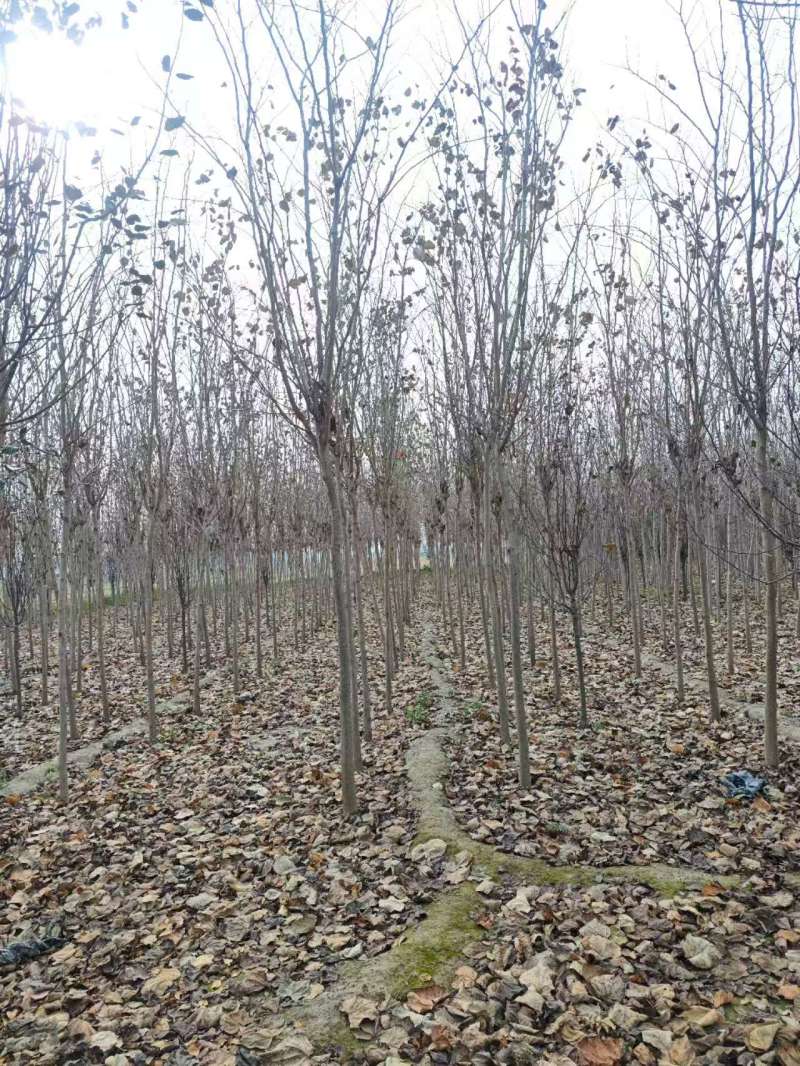 秋紫白蜡基地大量供应4~25公分的秋紫白蜡常年供应