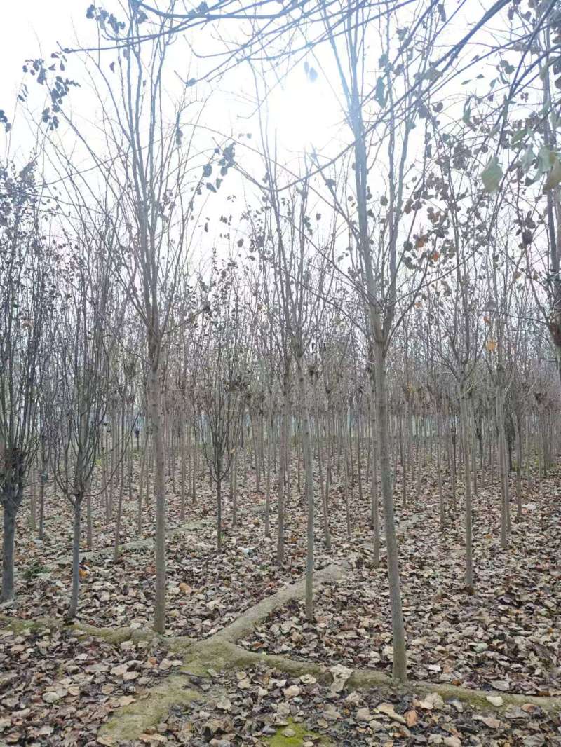 秋紫白蜡基地大量供应4~25公分的秋紫白蜡常年供应