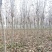秋紫白蜡基地大量供应4~25公分的秋紫白蜡常年供应