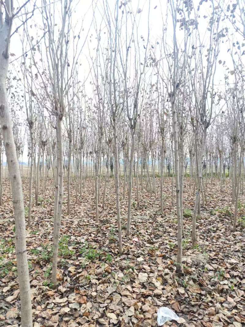 秋紫白蜡基地大量供应4~25公分的秋紫白蜡常年供应