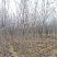 秋紫白蜡基地大量供应4~25公分的秋紫白蜡常年供应
