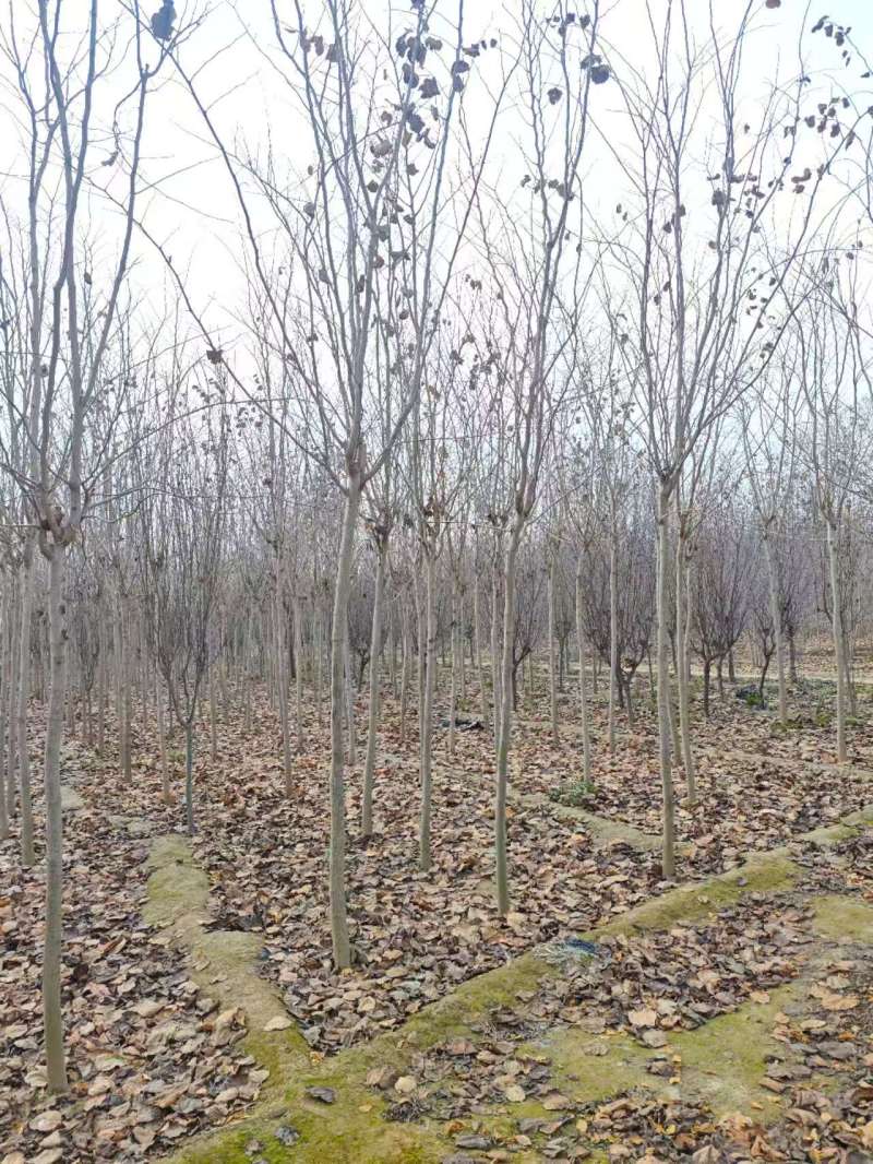 秋紫白蜡基地大量供应4~25公分的秋紫白蜡常年供应