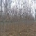 秋紫白蜡基地大量供应4~25公分的秋紫白蜡常年供应