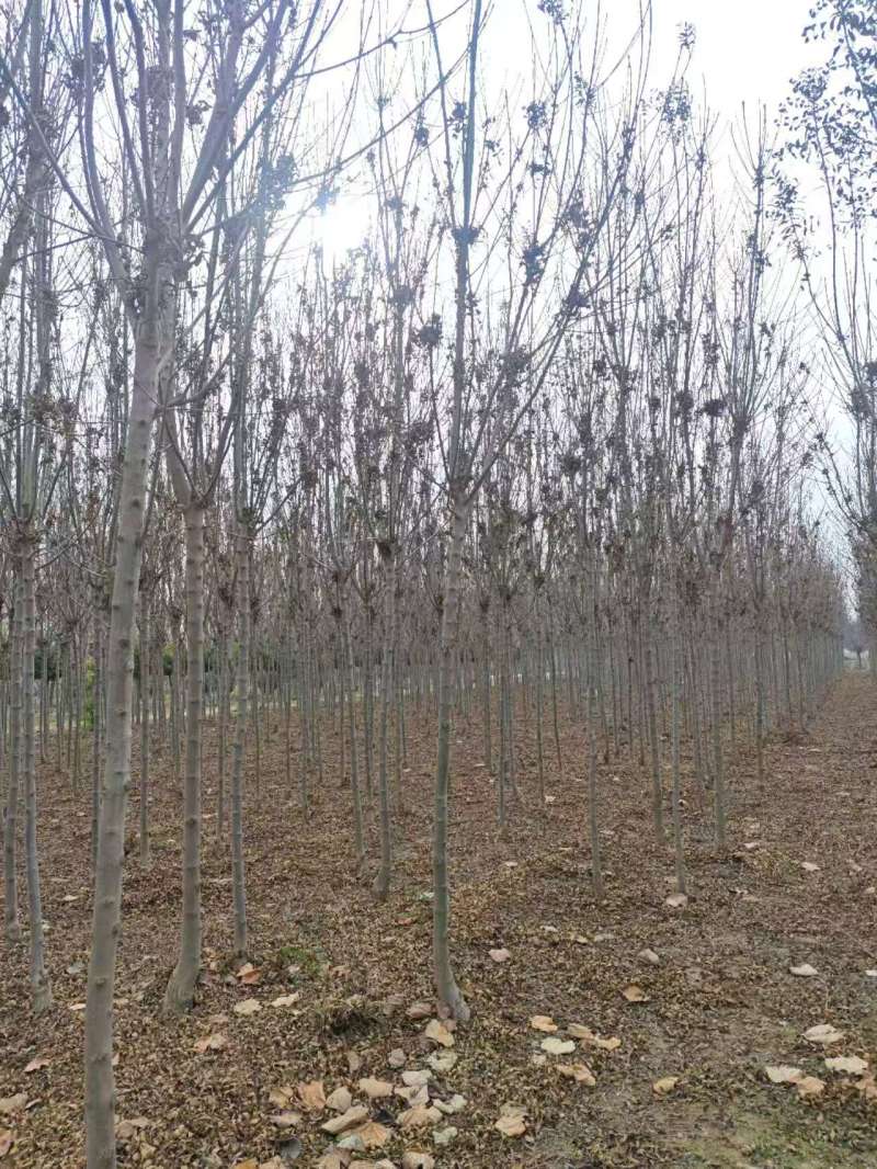 秋紫白蜡基地大量供应4~25公分的秋紫白蜡常年供应