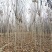 秋紫白蜡基地大量供应4~25公分的秋紫白蜡常年供应