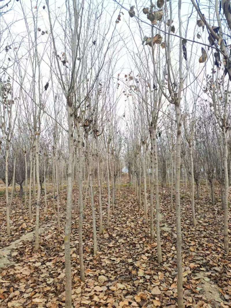 秋紫白蜡基地大量供应4~25公分的秋紫白蜡常年供应