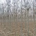 秋紫白蜡基地大量供应4~25公分的秋紫白蜡常年供应