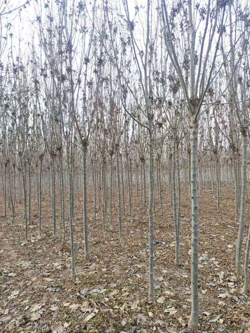 秋紫白蜡基地大量供应4~25公分的秋紫白蜡常年供应