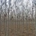秋紫白蜡基地大量供应4~25公分的秋紫白蜡常年供应