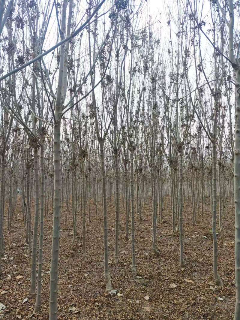 秋紫白蜡基地大量供应4~25公分的秋紫白蜡常年供应