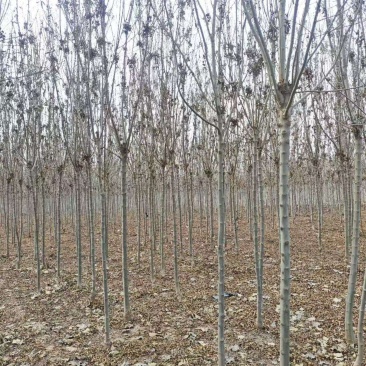 秋紫白蜡基地大量供应4~25公分的秋紫白蜡常年供应