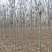 秋紫白蜡基地大量供应4~25公分的秋紫白蜡常年供应