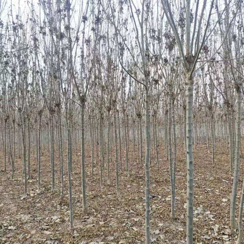 秋紫白蜡基地大量供应4~25公分的秋紫白蜡常年供应