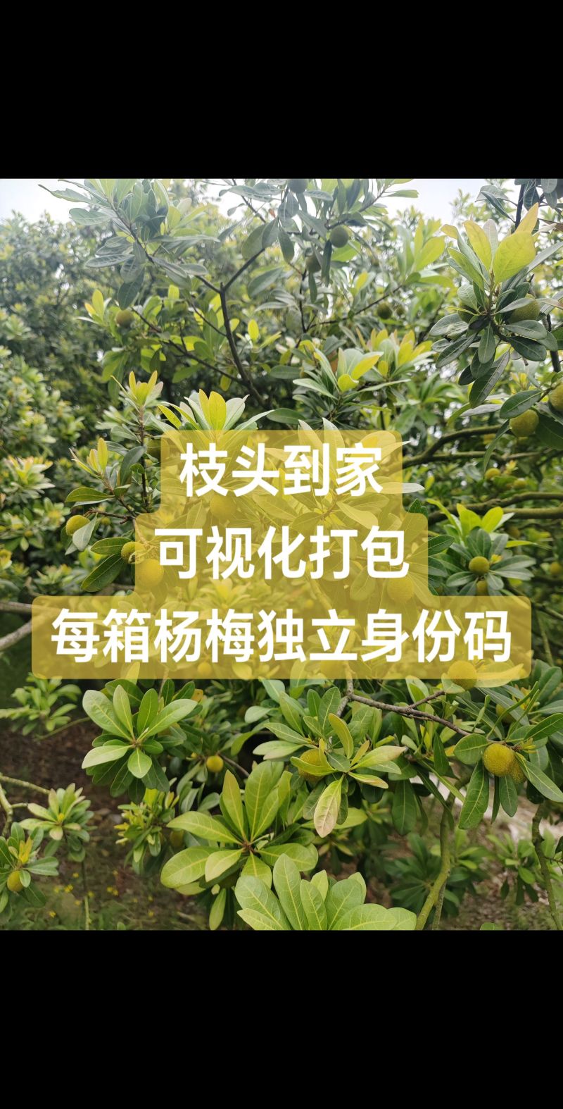 台州产地东魁杨梅一件代发顺丰发货