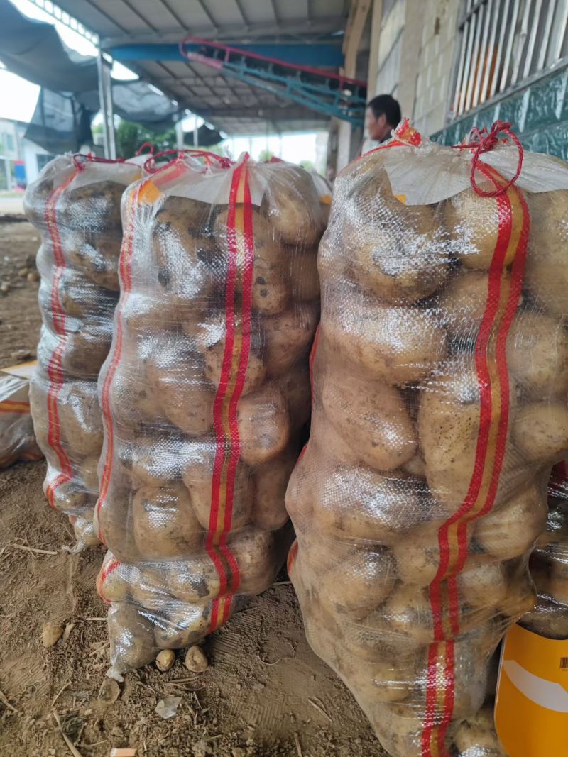纯沙地土豆，黄心面土豆基地直发，量大从优，需要联系