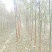 柳树基地常年大量供应3~30公分的直柳量大供应