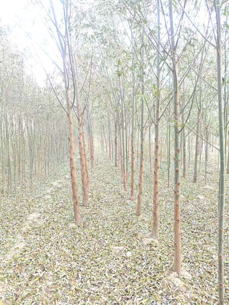 柳树基地常年大量供应3~30公分的直柳量大供应