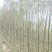 柳树基地常年大量供应3~30公分的直柳量大供应